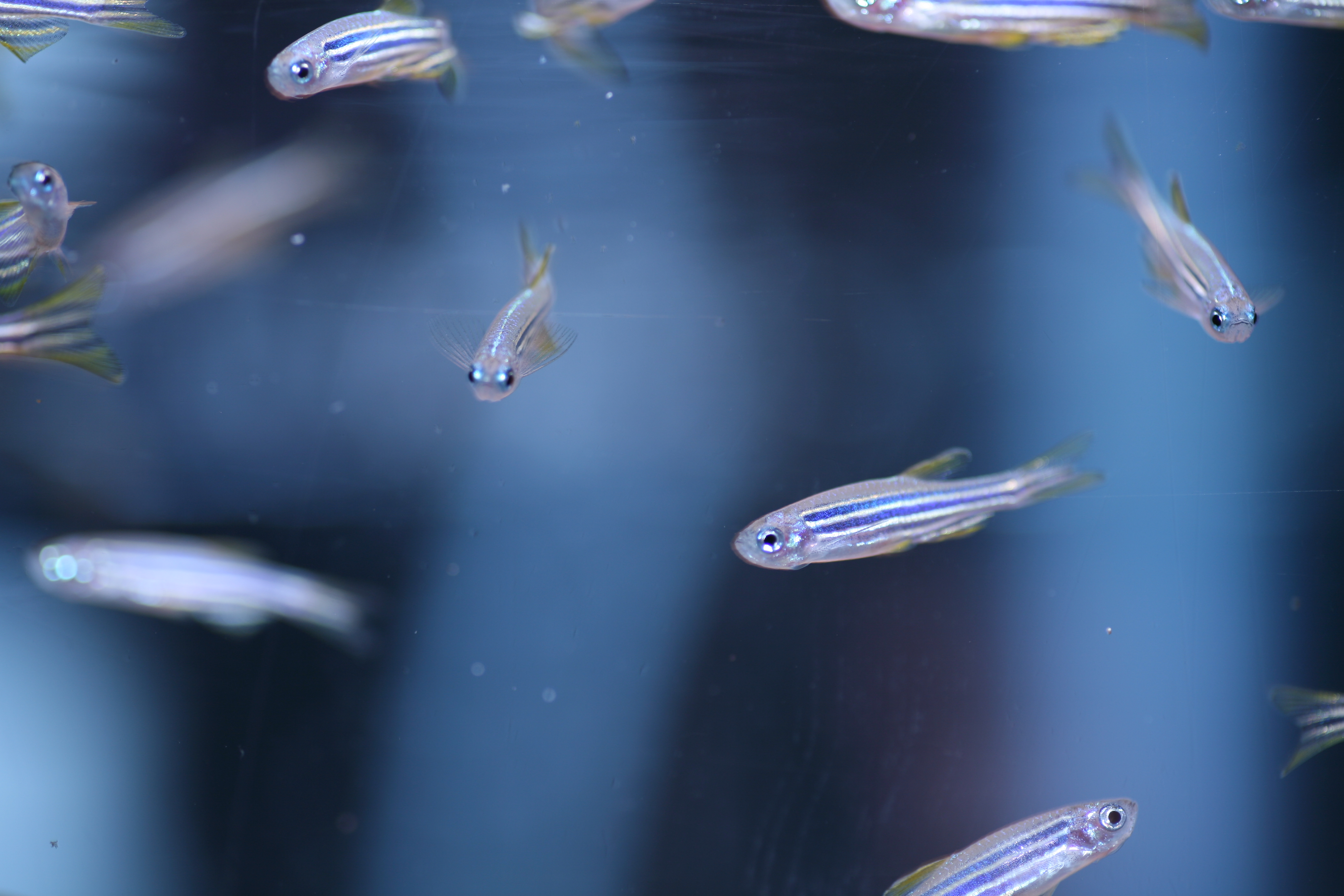 zebrafish