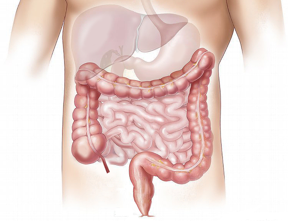 A color drawing of a human, focusing on the individual's intestinal tract. The shadow of other organs are seen in the background.