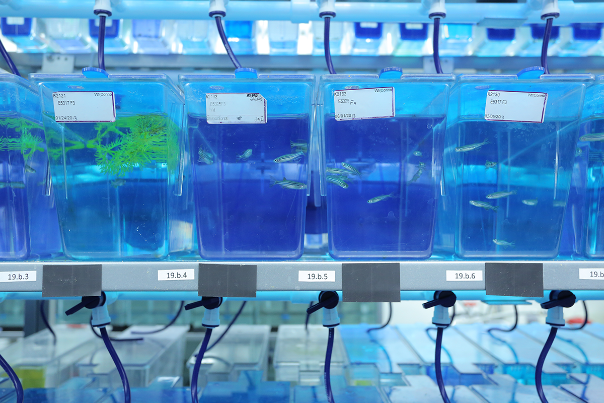 Tanks of fish are seen during the grand opening of the Penn State College of Medicine Zebrafish Functional Genomics Core in April 2016. A row of five tanks with bright blue water are visible, with a green fake plant in the top of the leftmost tank and zebrafish visible swimming in the tanks. Other tanks can be seen above and below.