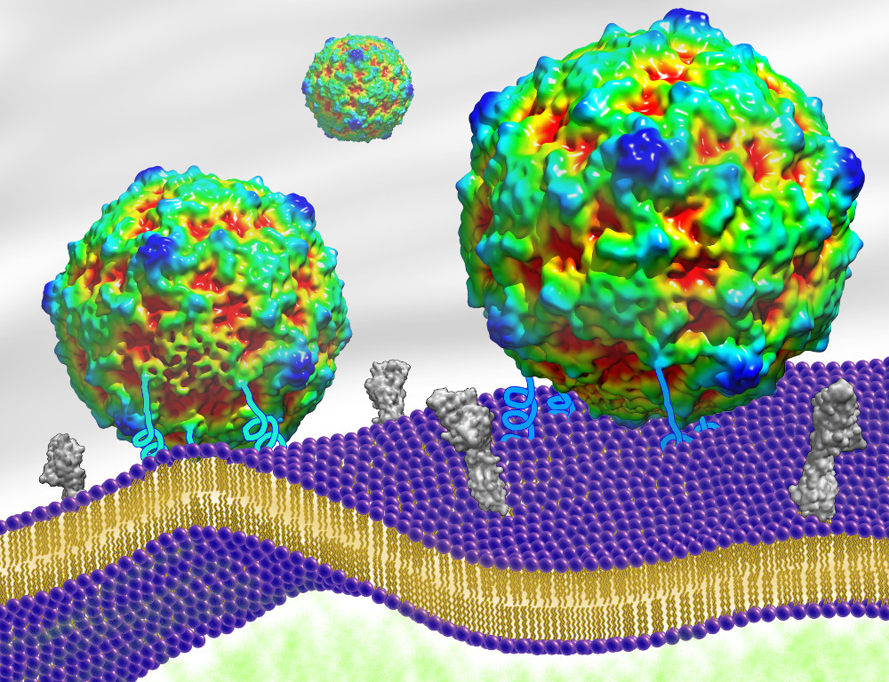 A colorful view of a virus at the molecular level.
