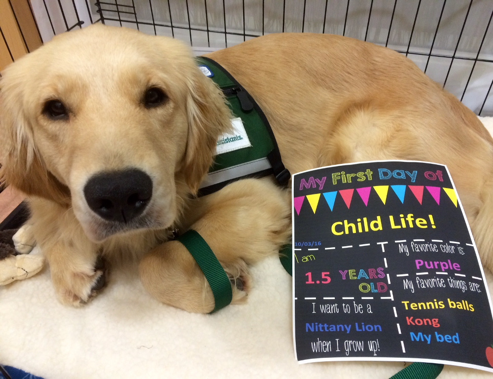 Kaia, a golden retriever, poses for a photo alongside a flyer reading 