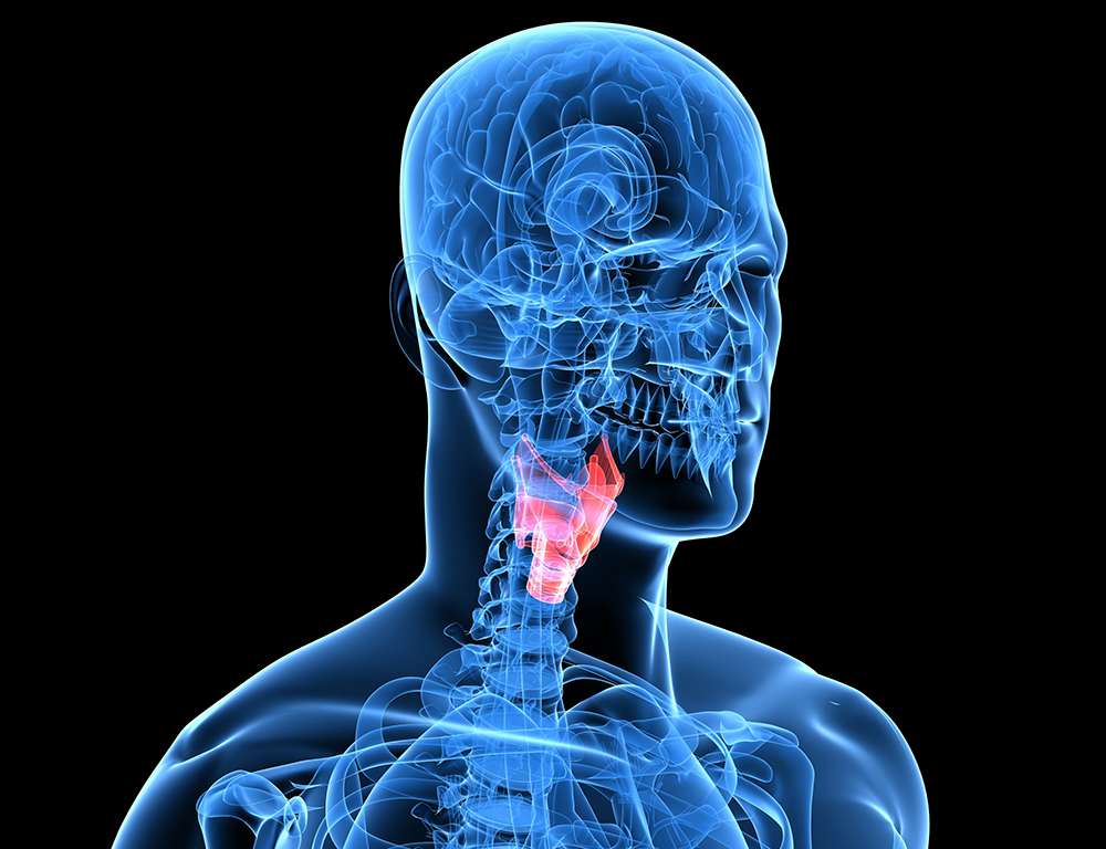 A computer-generated rendering of a bust and skull, in blue, with the thyroid gland highlighted in red.