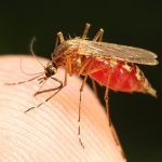 A close-up of a mosquito on a human fingertip.