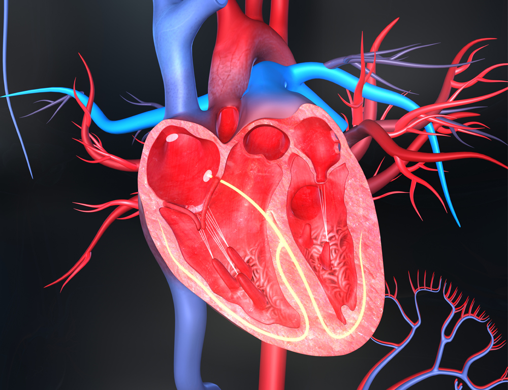 the-medical-minute-minimally-invasive-treatments-for-structural-heart