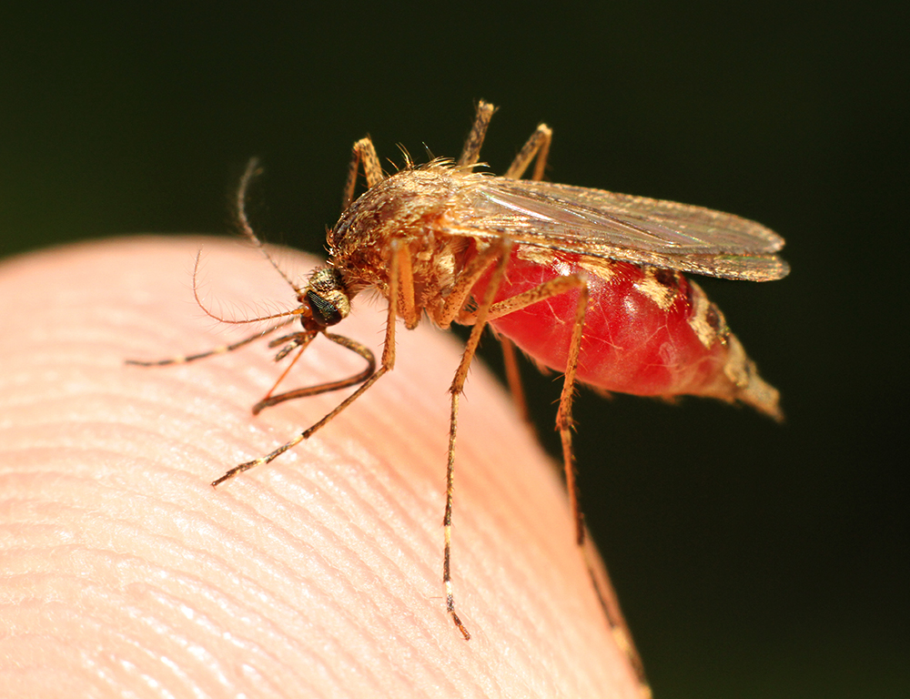 Дерево малярия. Малярия энцефалит желтая лихорадка относятся к болезням.