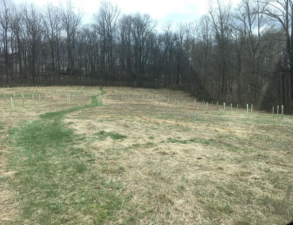 A patch of land partially covered by grass is marked by a couple dozen recently-planted saplings. Larger, mature trees surround the perimeter of the area.