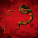 Graphic depiction of several parasites, orange and green in color, against a textured red backdrop.