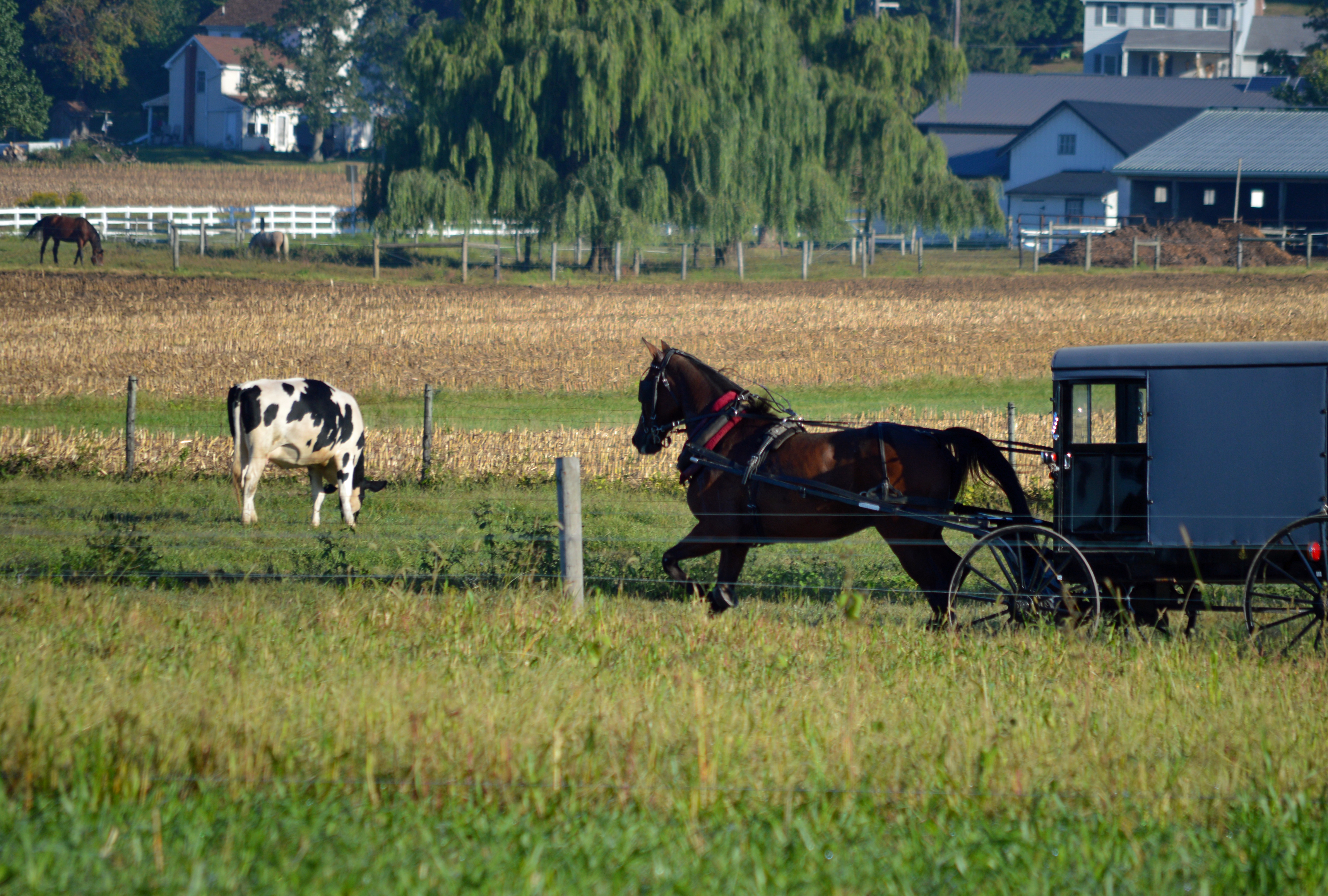 Amish Buggy on farm road