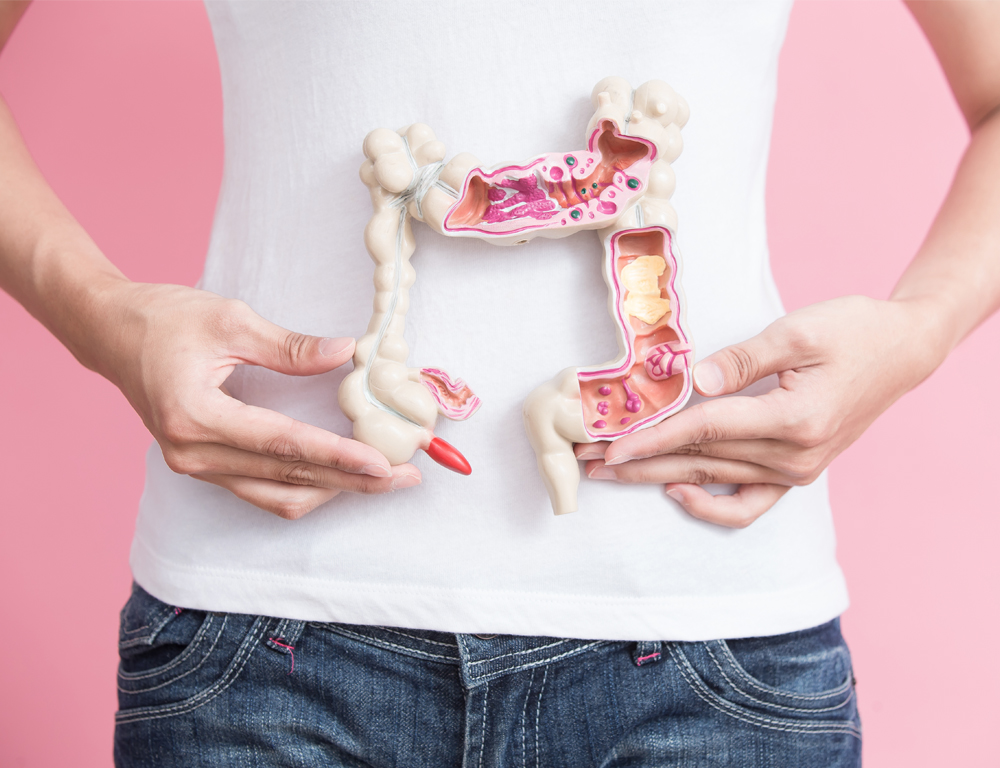 Photo shows woman from waist to chest. She is wearing jeans and a white t-shirt. She is holding a plastic model of a colon. A portion of the right side and top are open.