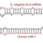Examples of microRNA stem-loops, with the mature microRNAs shown in red.