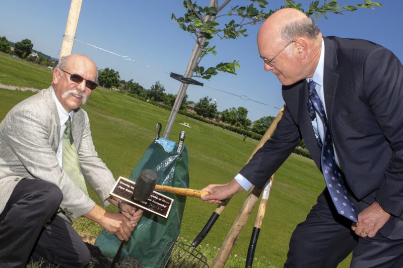 One man holds a small sign post in the ground while the other taps the top of the sign with a hammer to drive it into the ground. The sign is at the base of a newly-planted tree.