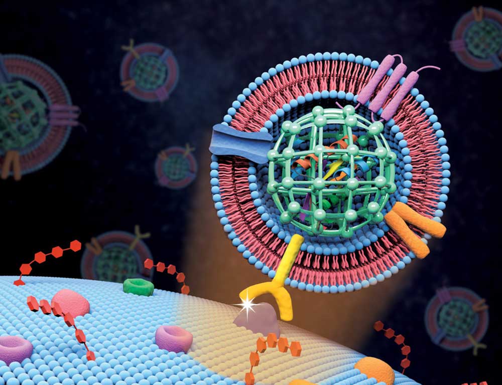Extracellular vesicle-like metal-organic framework nanoparticles are developed for the intracellular delivery of biofunctional proteins. The biomimetic nanoplatform can protect the protein cargo and overcome various biological barriers to achieve systemic delivery and autonomous release.