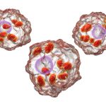 An illustration of three cells, each with various shapes and matter inside them.