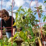 Pat Turlick, a member of the Hershey Community Garden, cultivates her vegetables.