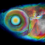 A zebrafish imaged using the new CT method, with colors assigned to structures based on their depth within the fish.