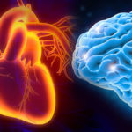 An illustration of a human heart is positioned next to an image of a human brain on a purple and black background.
