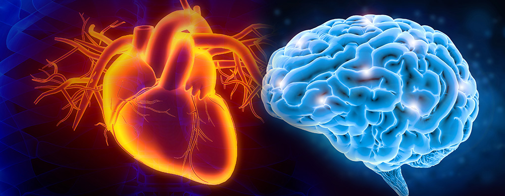 An illustration of a human heart is positioned next to an image of a human brain on a purple and black background.