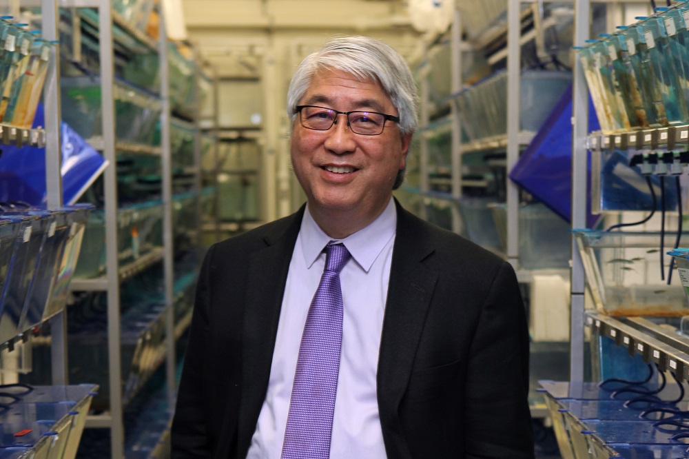 Dr. Keith Cheng, Penn State College of Medicine pathology professor, stands in the middle of rows of plastic containers filled with zebrafish. He is wearing a suit, dress shirt and tie and has glasses and short, white hair.