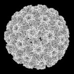 3D CG rendered image of scientifically accurate Human Papilloma Virus