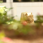 Penn State College of Medicine's Nittany lion statue is seen in a courtyard in the summer.