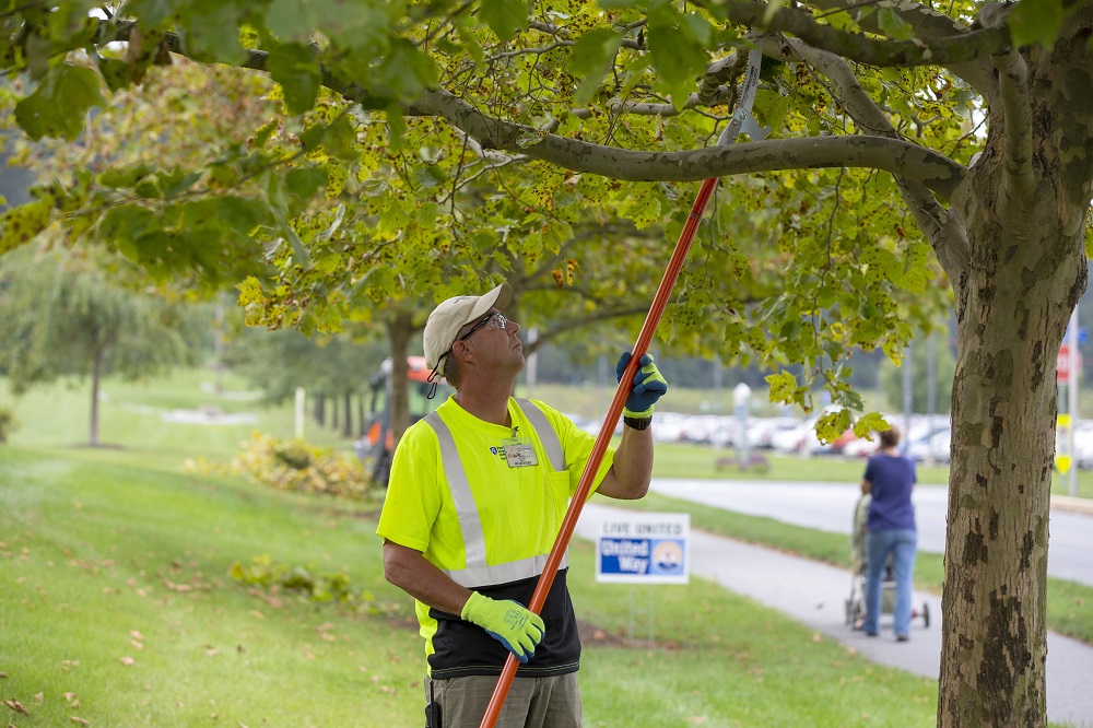Steve Wallace, wearing gloves and a ball cap, uses a cutter on a long pole to trim a tree on the Hershey Medical Center campus.