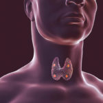 A cumber generated image showing the thyroid