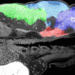 An image from 3D X-ray histotomography shows parts of a zebrafish in various magnifications.
