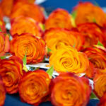 A close-up of several orange-red roses laying on a table. Paper tags are attached to the stem of each one.