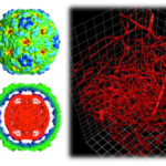 Four microscopy images from the Microscopy Imaging Core at Penn State College of Medicine are seen in a horizontal collage.