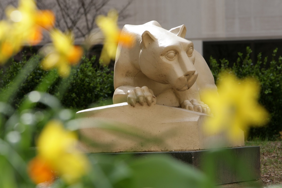 A statue of the Penn State Nittany Lion is seen head-on in a courtyard with daffodils in the foreground. The large cat is crouched with its back arched.