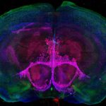 A map of cell types in a developing mouse brain