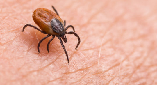 Rates of a tick-borne parasitic disease are on the rise