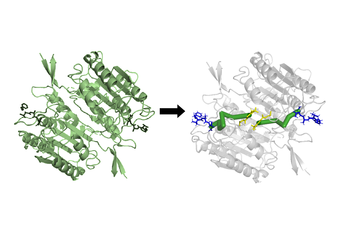 An illustration showing how Ohm, a computer algorithm created by Penn State College of Medicine researchers, can predict an allosteric pathway in a protein.