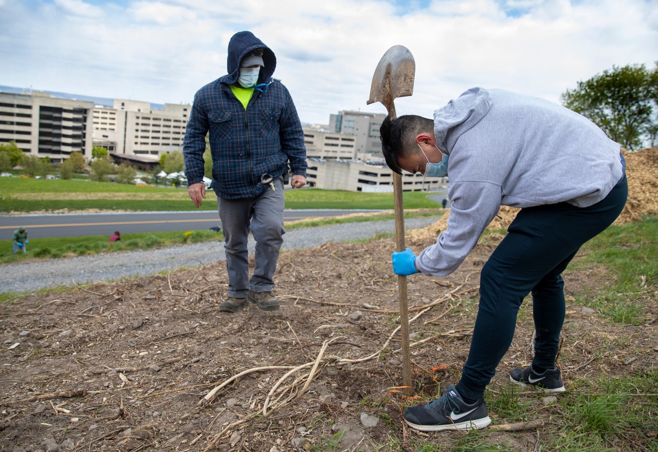 Man wearing a grey hoodie, black pants, face mask and gloves uses a shovel to dig a hole for a tree while another man, wearing a flannel shirt, jeans and a face mask, looks on.