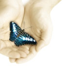 Two caucasian hands cupped together holding a black blue and white butterfly