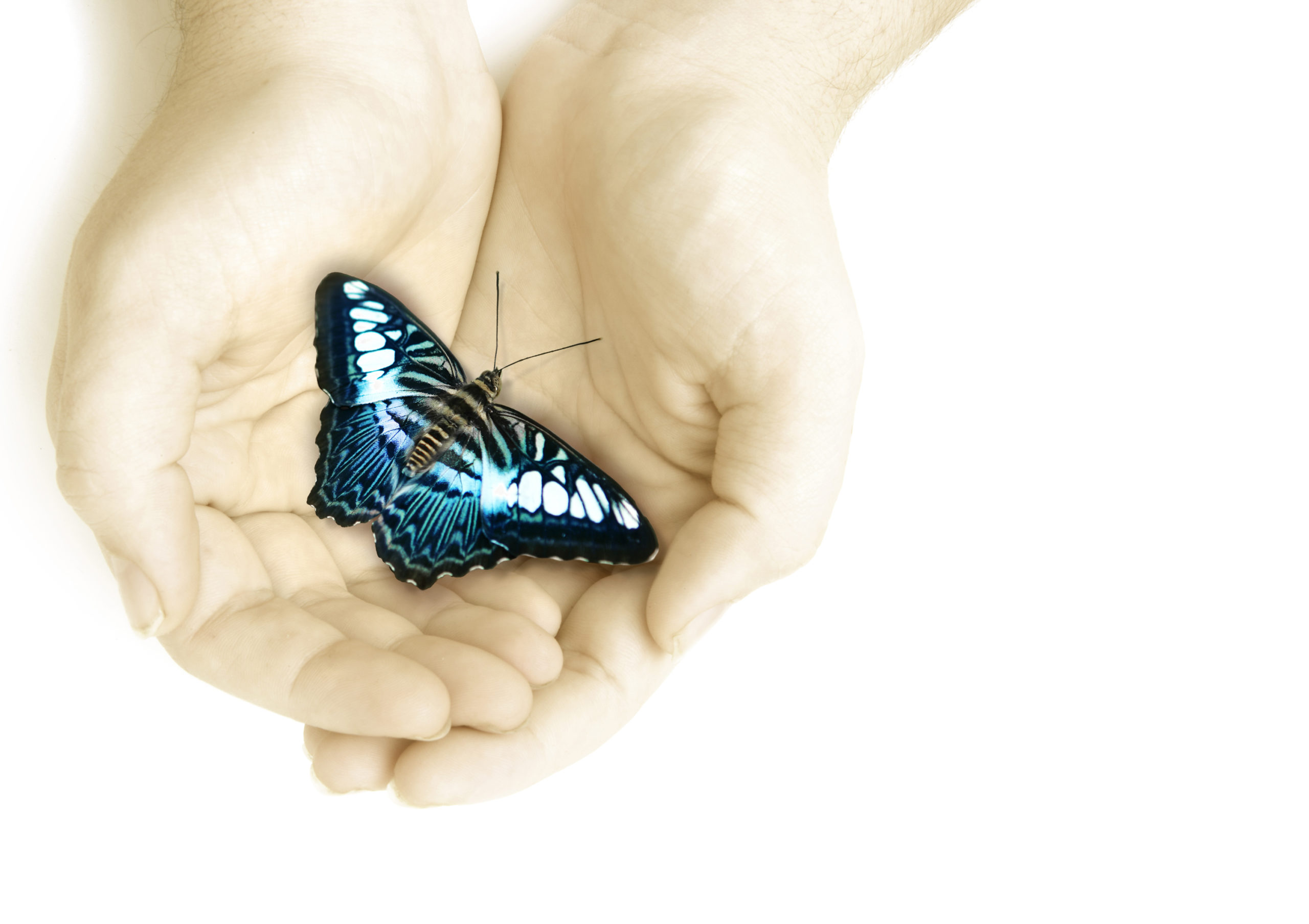 Two caucasian hands cupped together holding a black blue and white butterfly