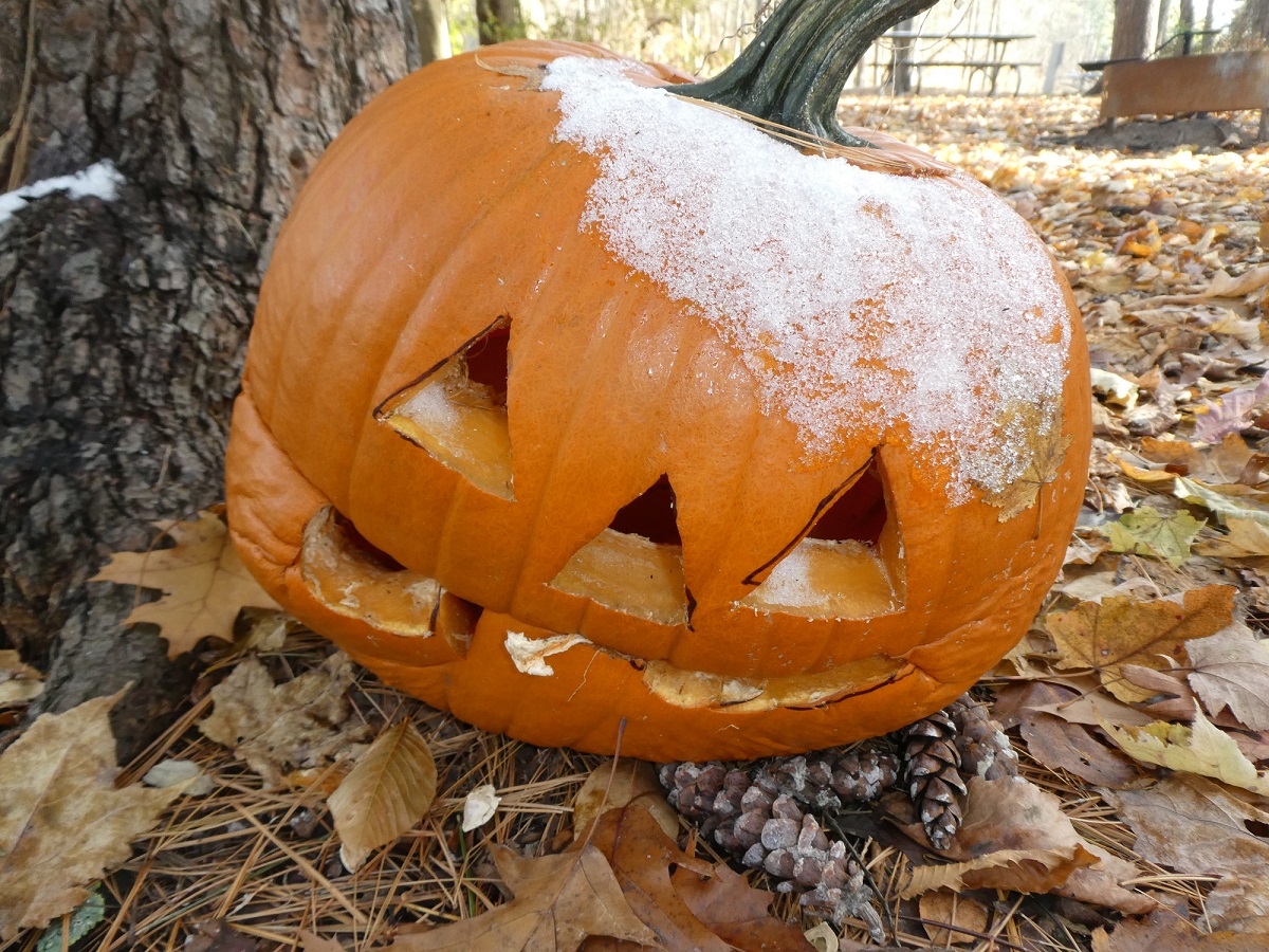 A jack-o-lantern is covered with snow. It sits next to a tree on top of leaves, pine needles and pine cones.