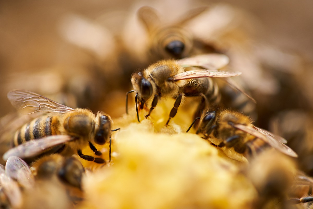 : A close up image shows bees feeding inside a hive.