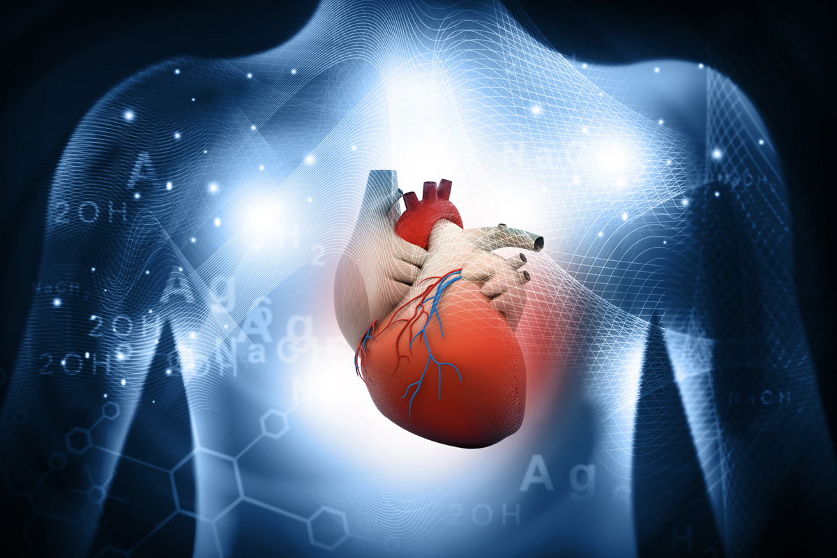 A graphic rendering of a heart inside of a human chest.