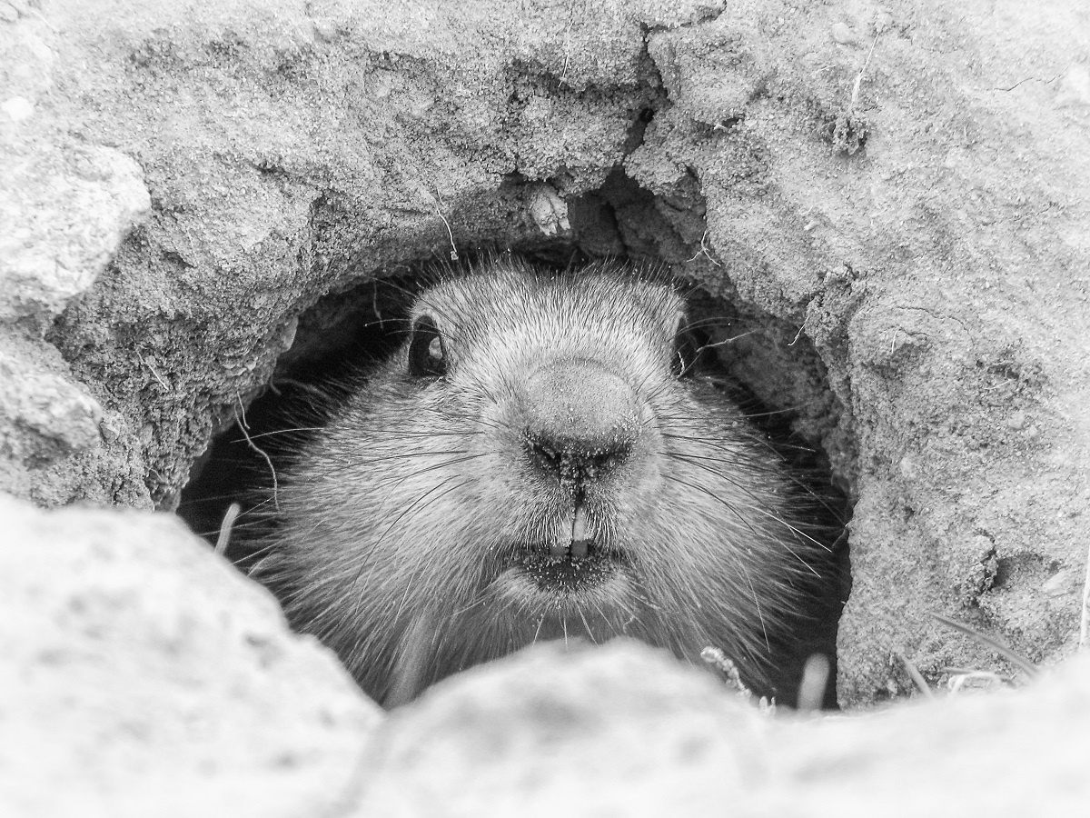 A groundhog pokes his head from his burrow.