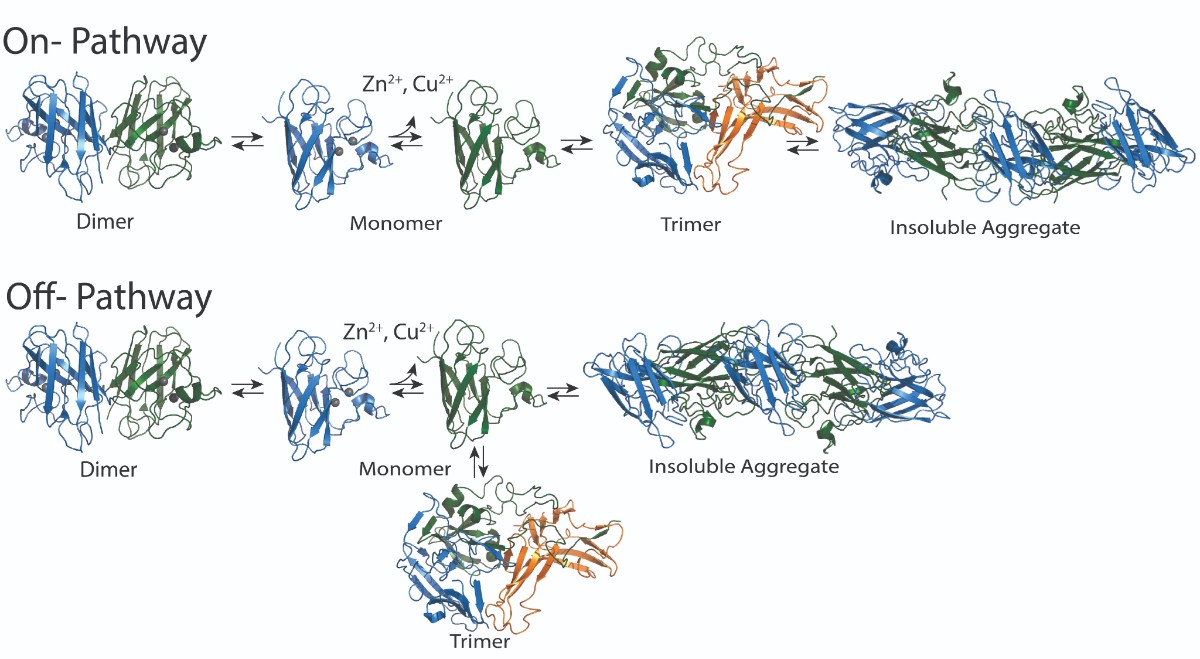 A graphic illustrates two pathways on how SOD1 dimers dissociate into monomers and later form large protein aggregates. One pathway shows toxic trimers as part of the pathway, while another shows the toxic trimers as forming off pathway.