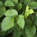 The green leaves of poison ivy are shown.