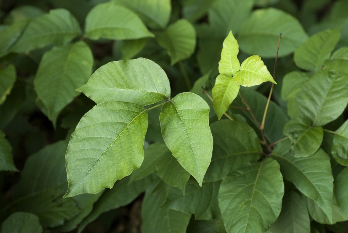 The green leaves of poison ivy are shown.