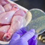 Bacterial culture plate with chicken meat at the background