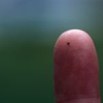 A tick of the kind that transports Lyme Disease from animals to humans sits on a fingertip.
