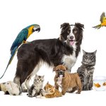 Group of pets looking at the camera: two dogs, three cats, one ferret, one rabbit, two birds, two fish, one rat