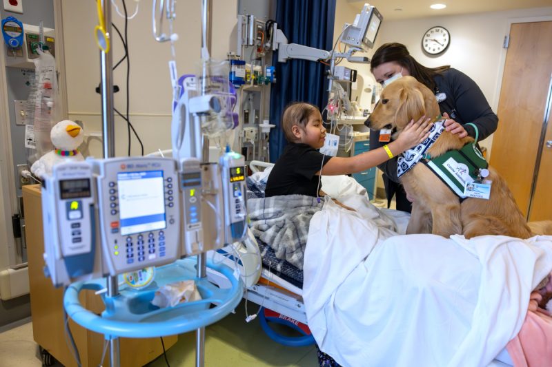 A dog sits on a hospital bed with a pediatric patient.