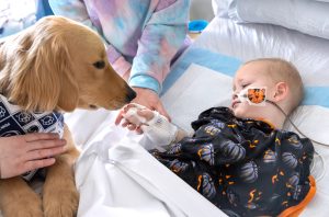 A dog sits on a hospital bed with a pediatric patient. 