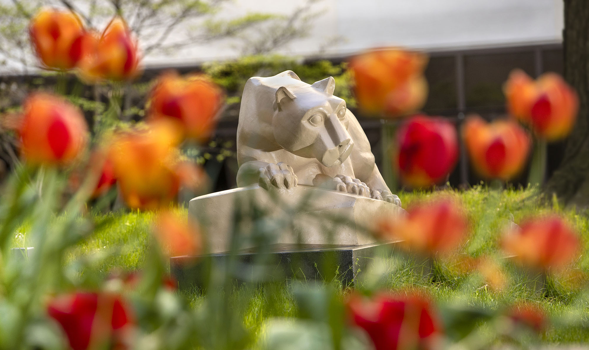 Nittany Lion statue in courtyard of Penn State College of Medicine with blooming flowers in the foreground