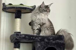 A cat watches the area from a high perch on a cat tree.